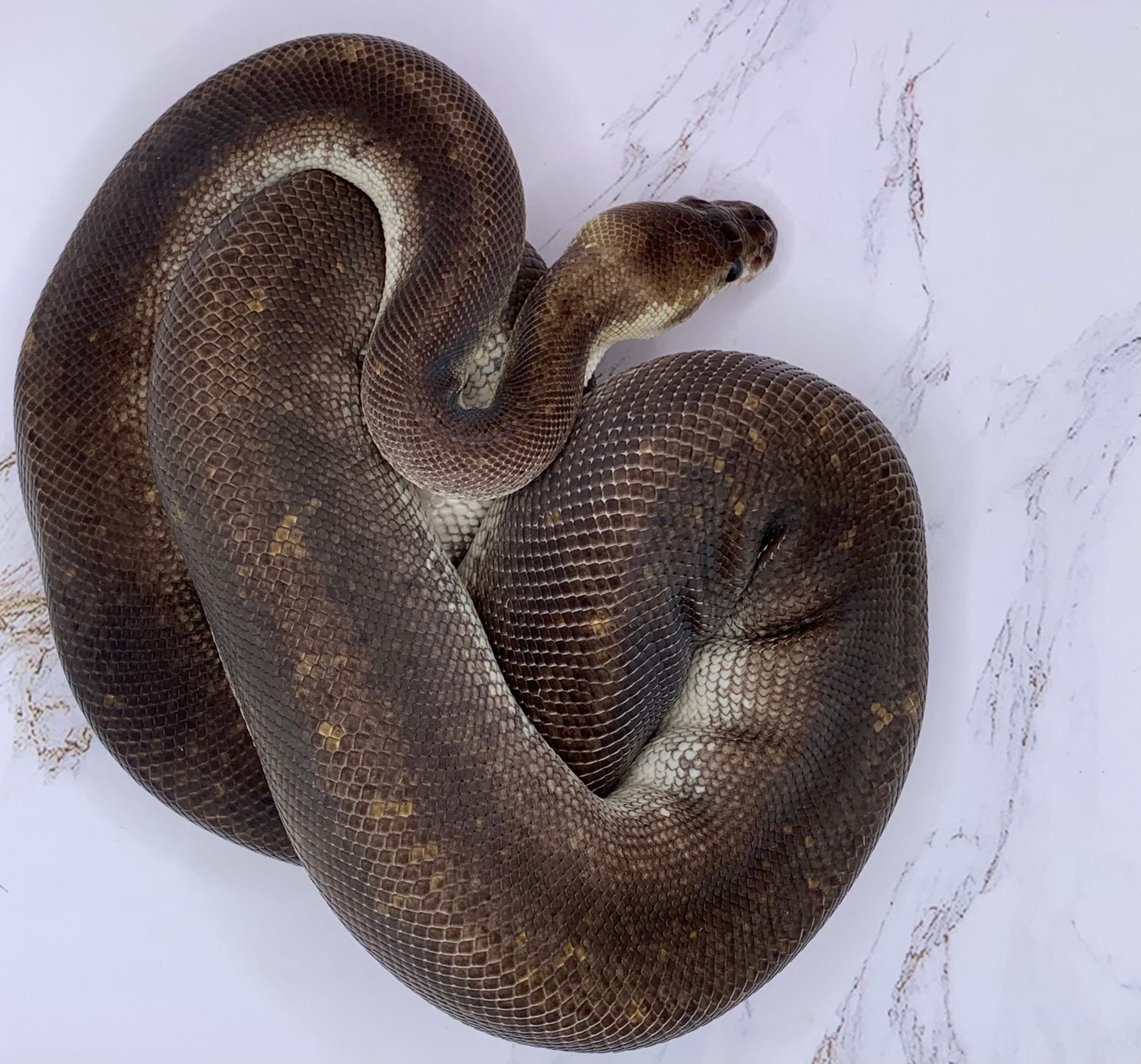 Silver Bullet Ball Python by Chrijos Creations - MorphMarket