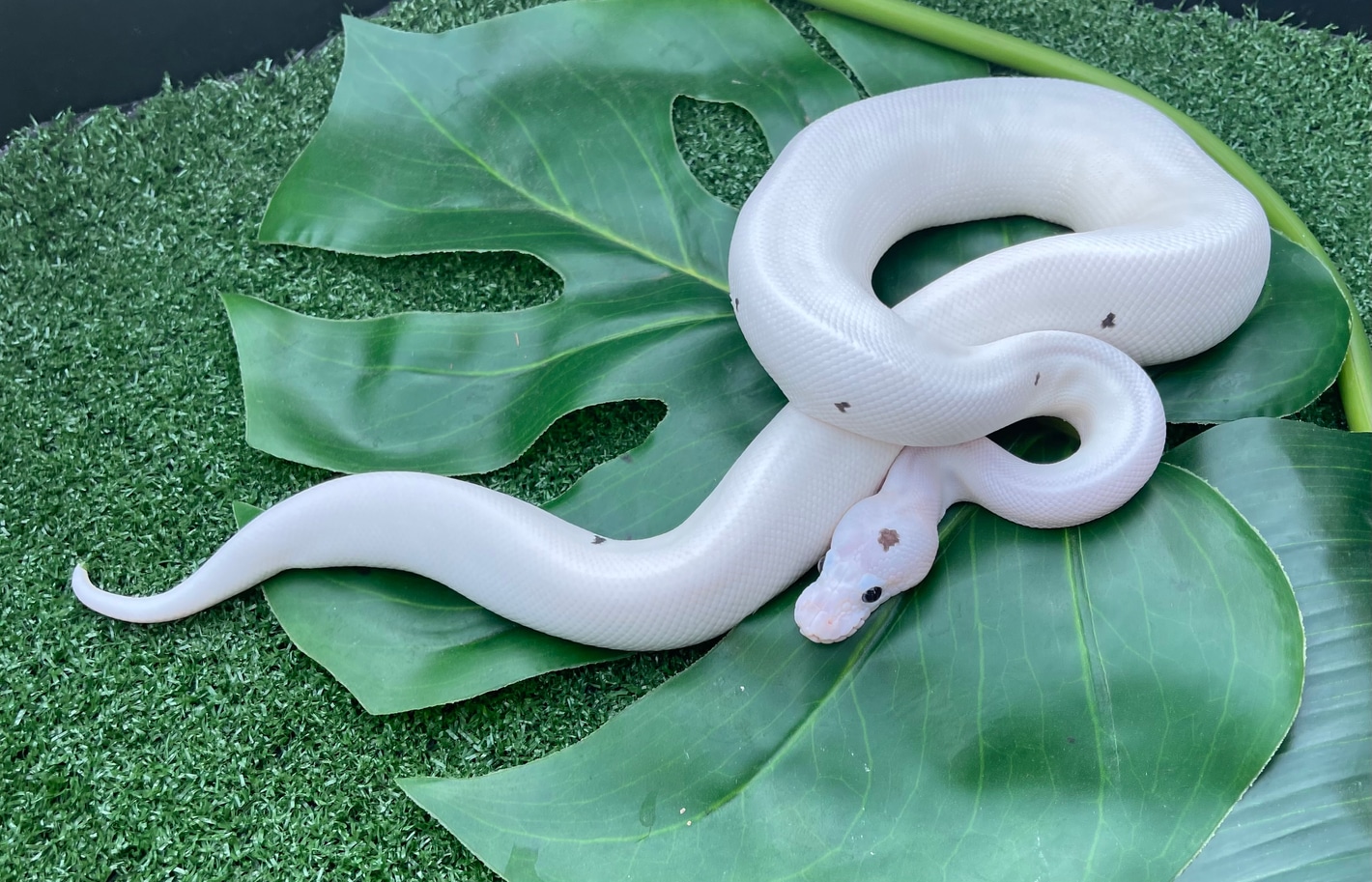 Ball Python White Silly White wedding ball python 60 photos - Vianawedding.com