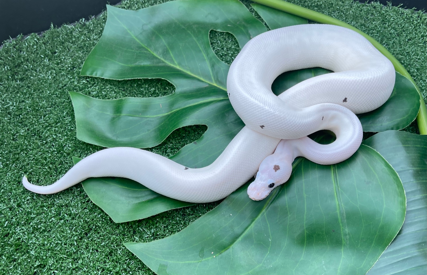 White Panda Pied Ball Python by Bulldog llc MorphMarket