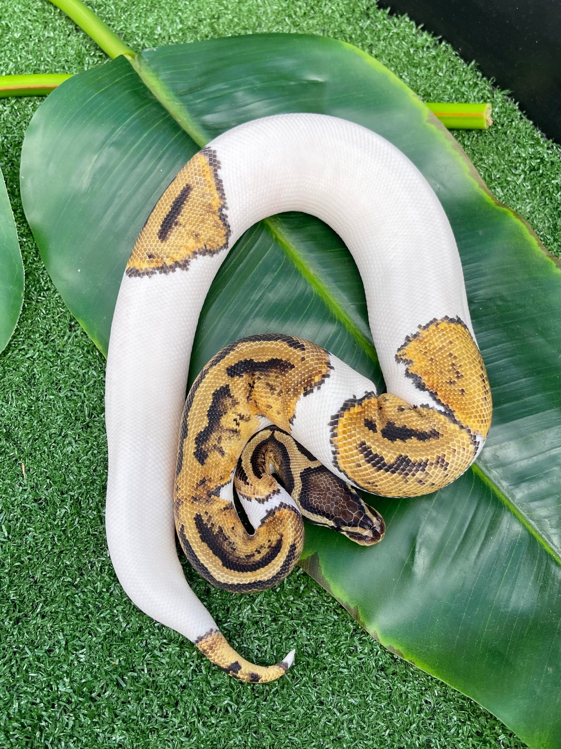 Pastel Pied Het Candy Ball Python by Bulldog llc - MorphMarket