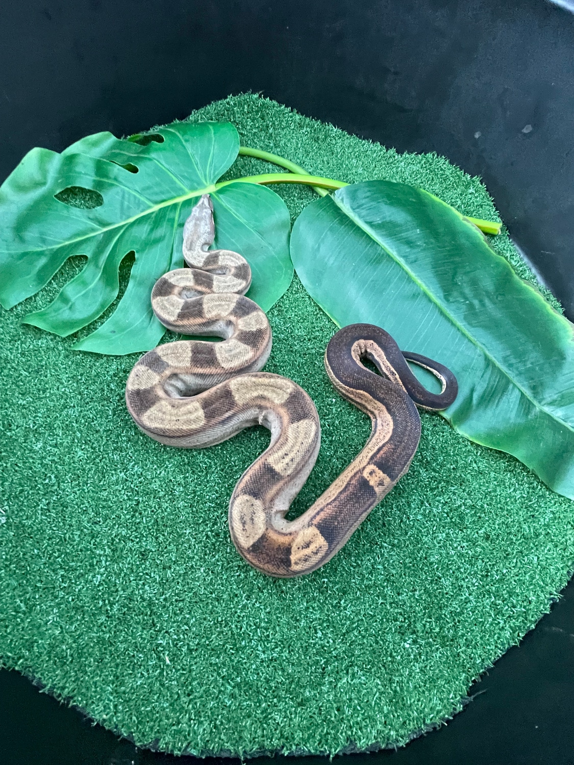Motley DH VPI Sterling Boa Constrictor by Bulldog llc MorphMarket