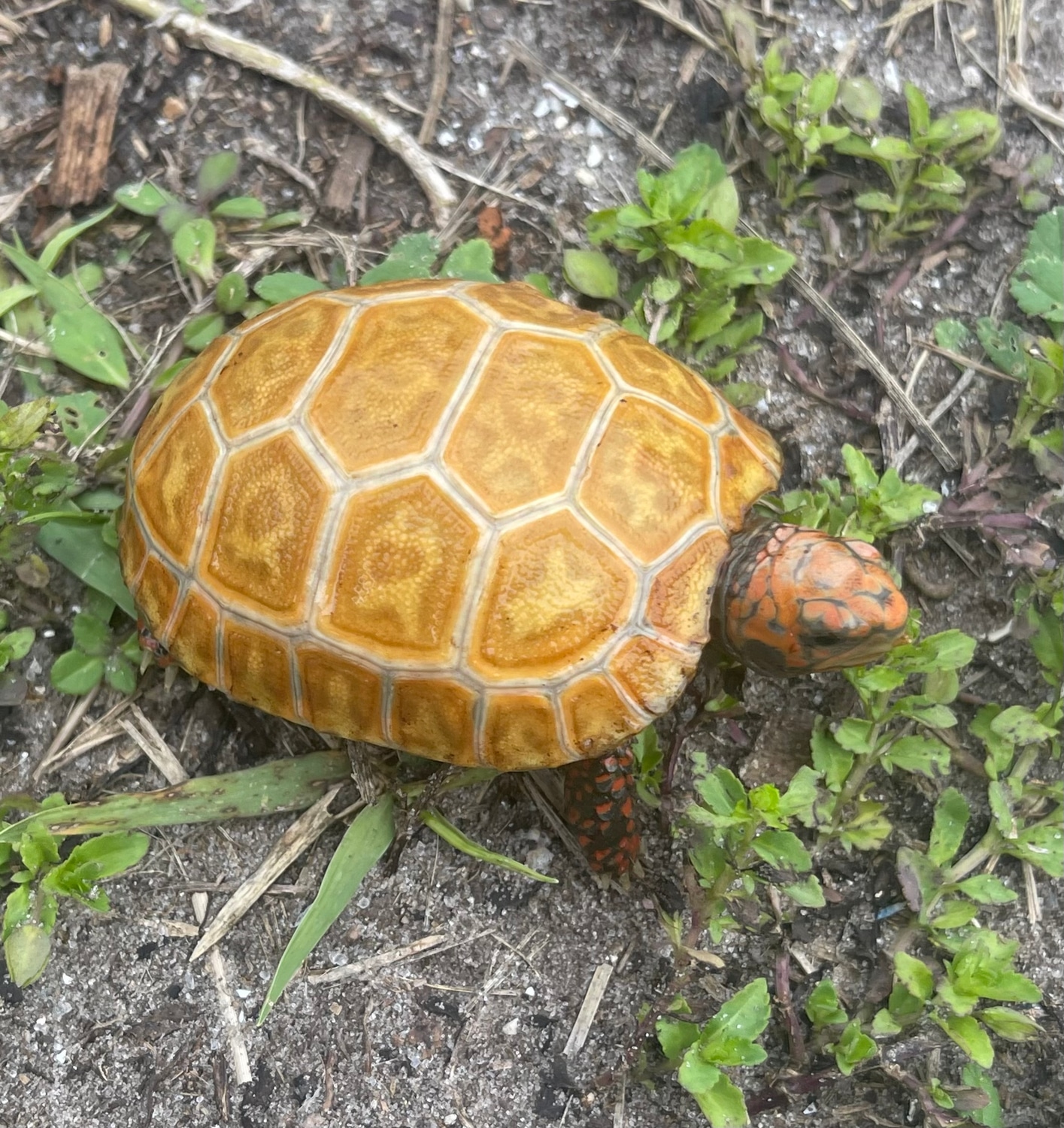 Hypo Redfoot Male Redfooted Tortoise by Bulldog llc MorphMarket