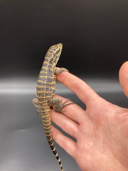 2023 Gold Tegu Columbian Tegus by 215 Reptiles