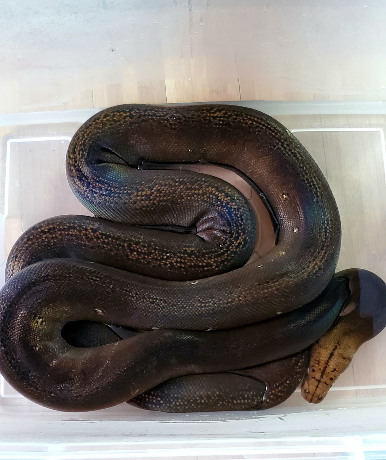 Super Dwarf Golden Child Het Albino Reticulated Python by Anglo Exotics ...