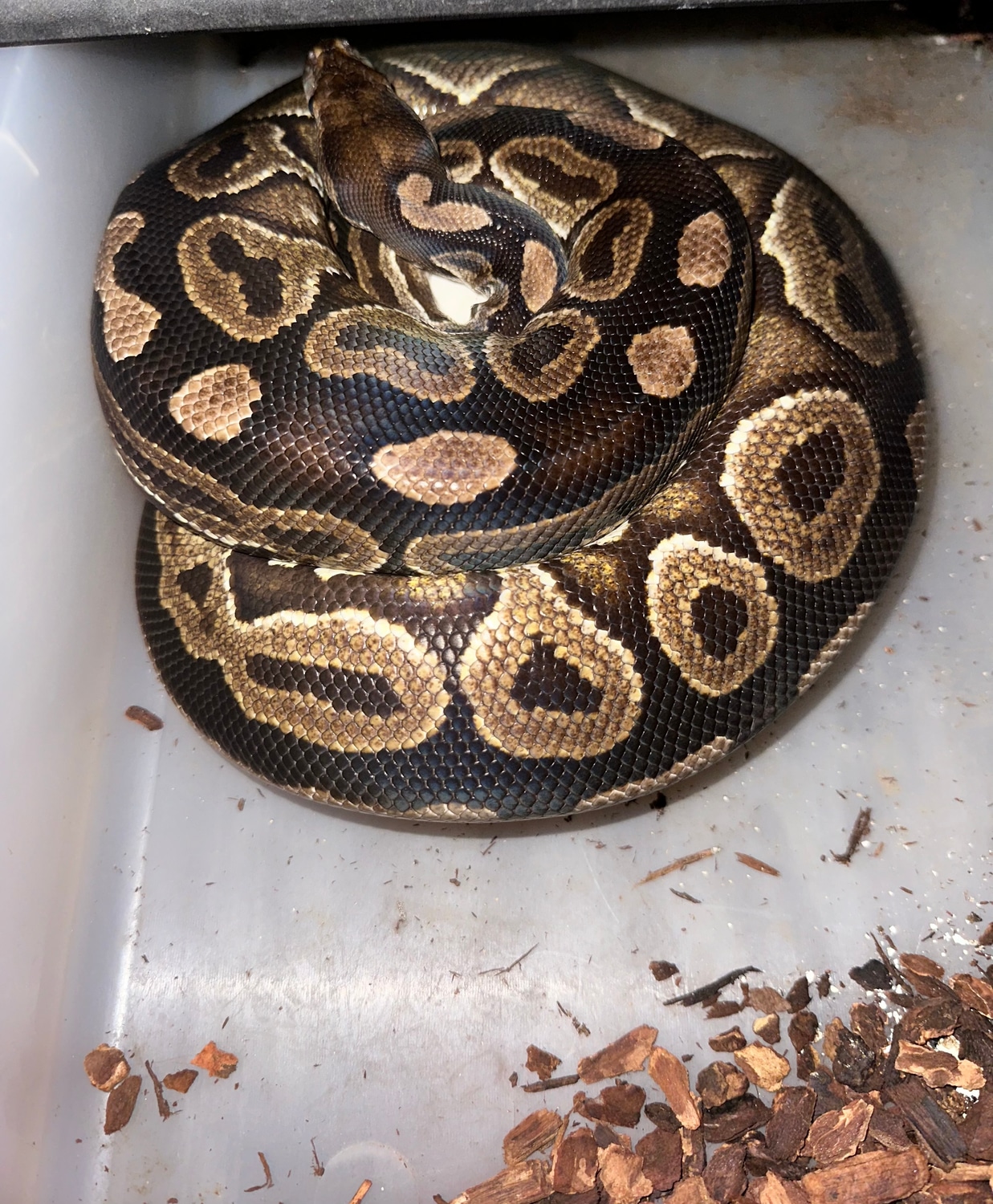 Black Pastel Het Pied, Normal Het Pied, Normal Het Clown, Mystic Double ...