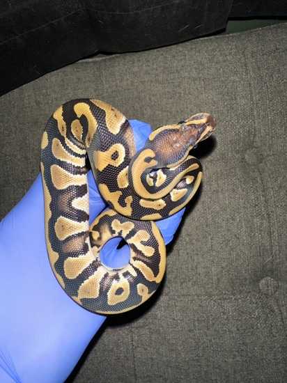 Mystic %100 Double Het Clown Pied Ball Python by Axanthic