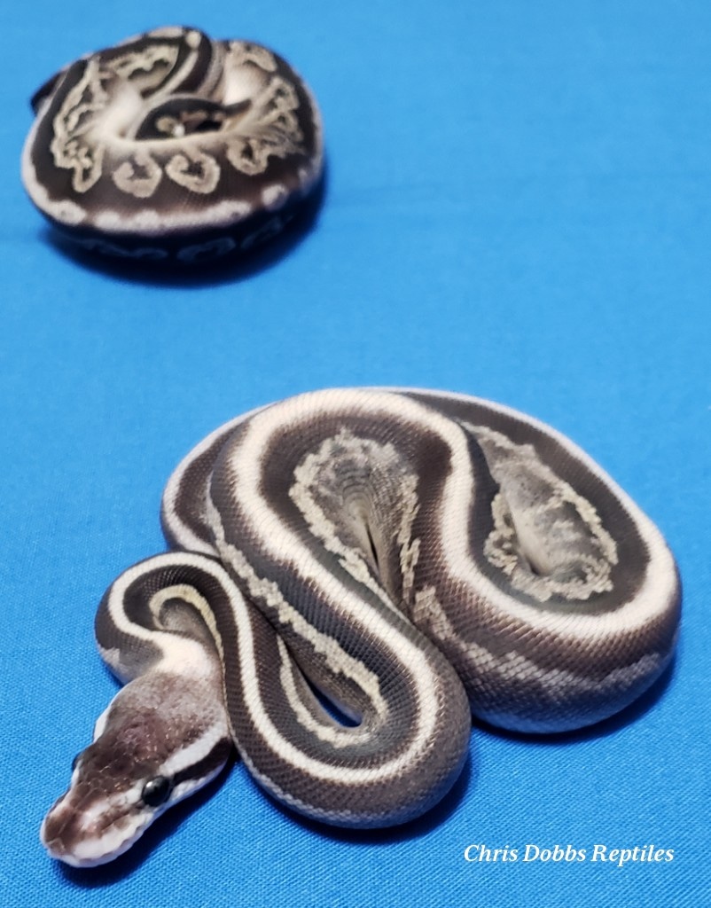 Black Head Black Pastel Lesser Fire 50 Ph Hypo Ball Python by Chris