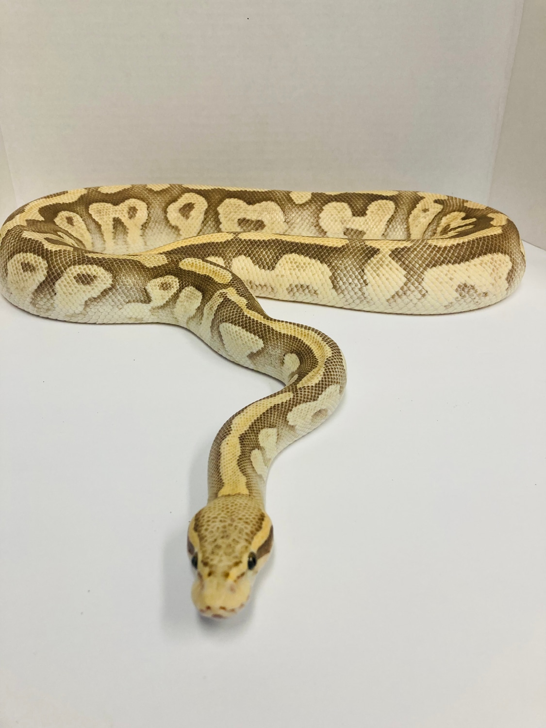 Pastel Mojave Fire Ball Python by Hooded Pythons - MorphMarket