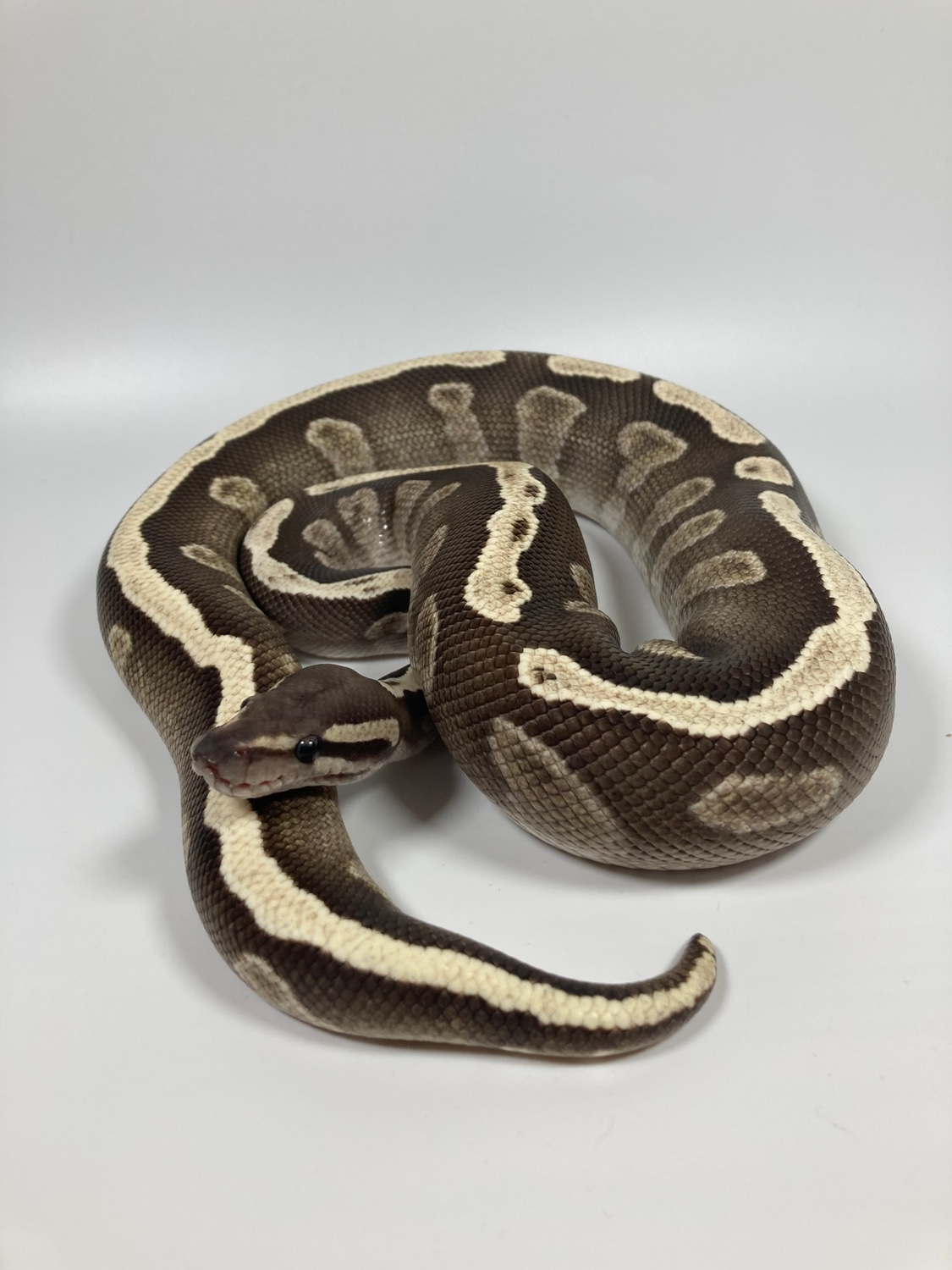 Ghi Mojave Fire Ball Python by Hooded Pythons - MorphMarket