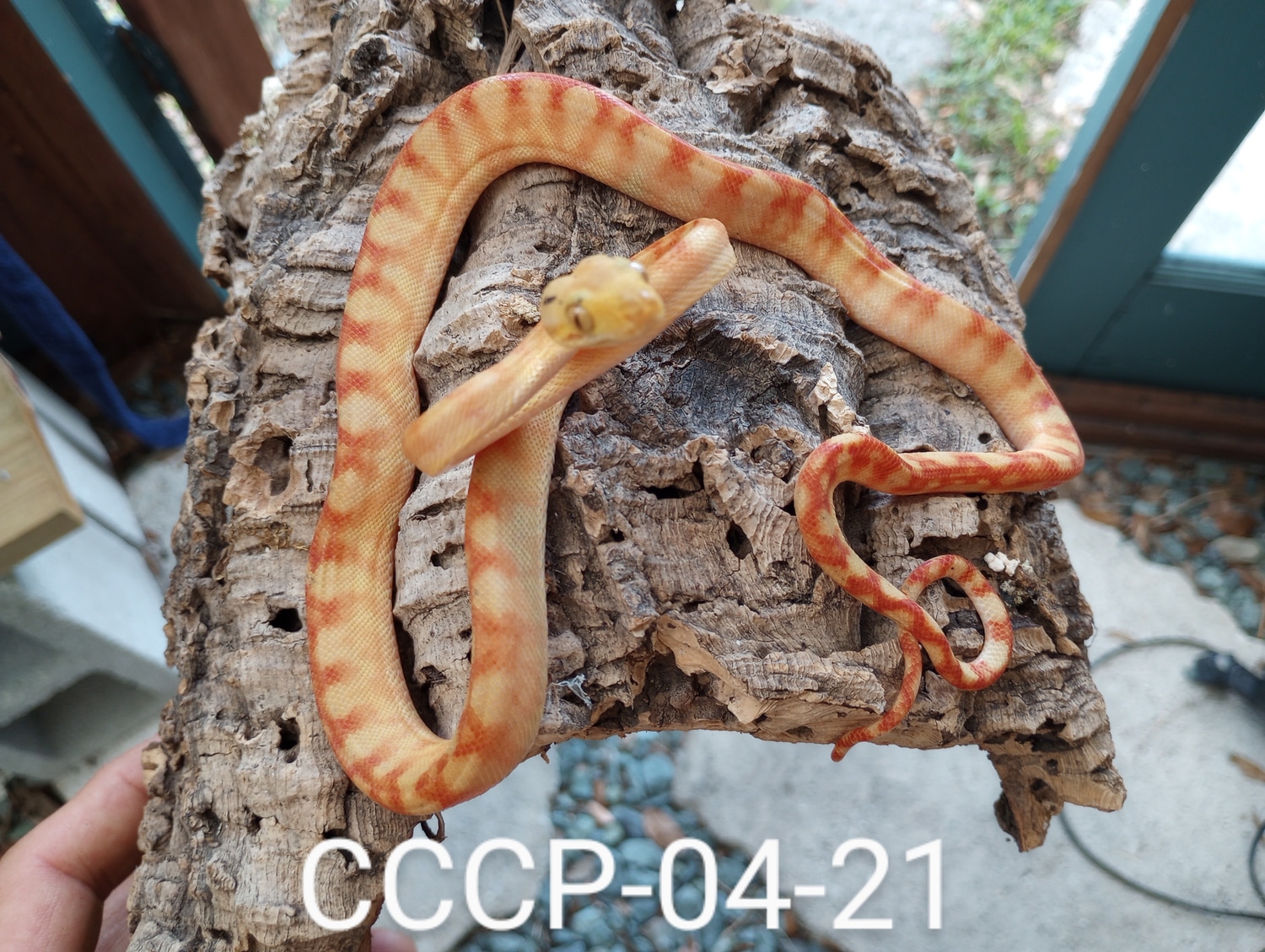 ATB Captive Bred Stunners Amazon Tree Boa by Chris Cebollero Chondro ...
