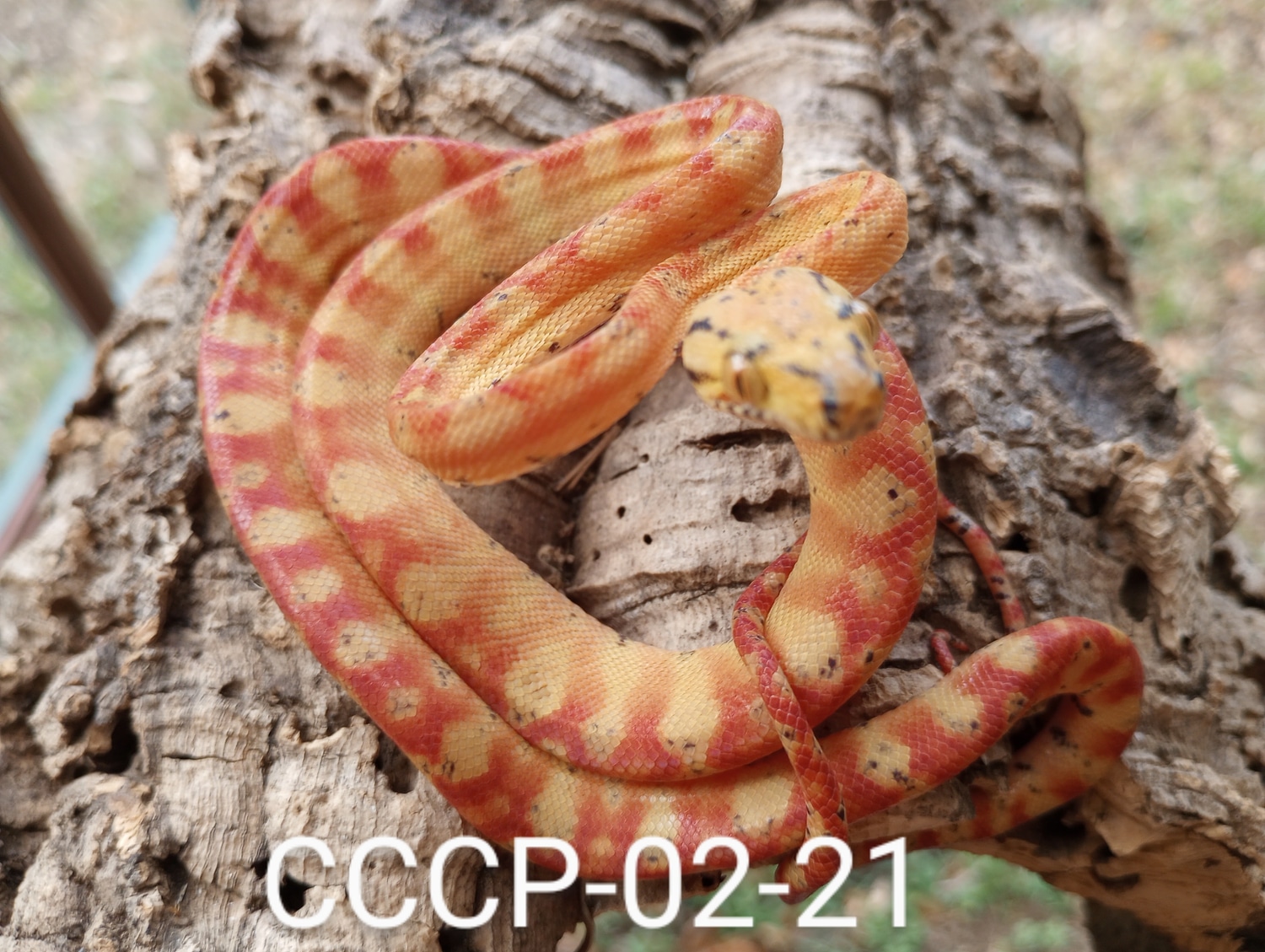 ATB Captive Bred Stunners Amazon Tree Boa by Chris Cebollero Chondro ...