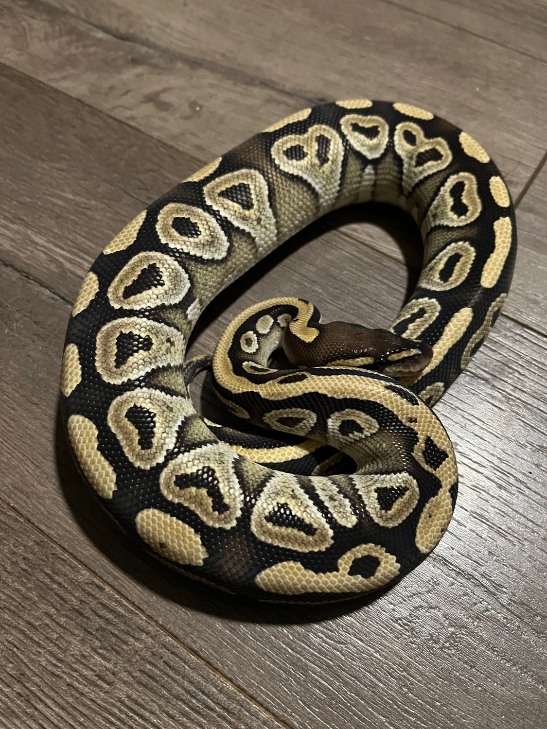 Mojave Het DG Ball Python by Chris's Royal Constrictors - MorphMarket