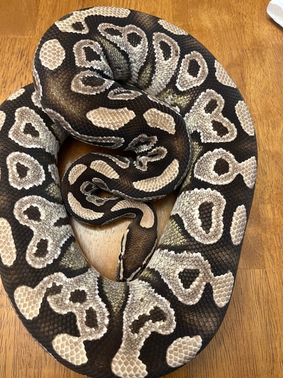 Mojave Ball Python by Chris's Royal Constrictors