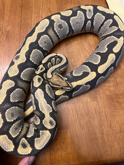 洋書 PYTHON REGIUS Python regius: Atlas of Colour Morphs Keeping and Breeding