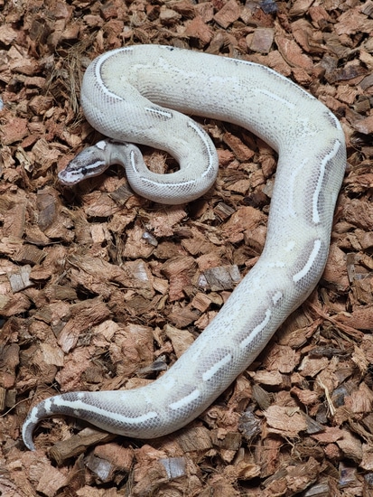 Axanthic Highway Ball Python Tsk Axanthic Highway Ball Python by Python Posse