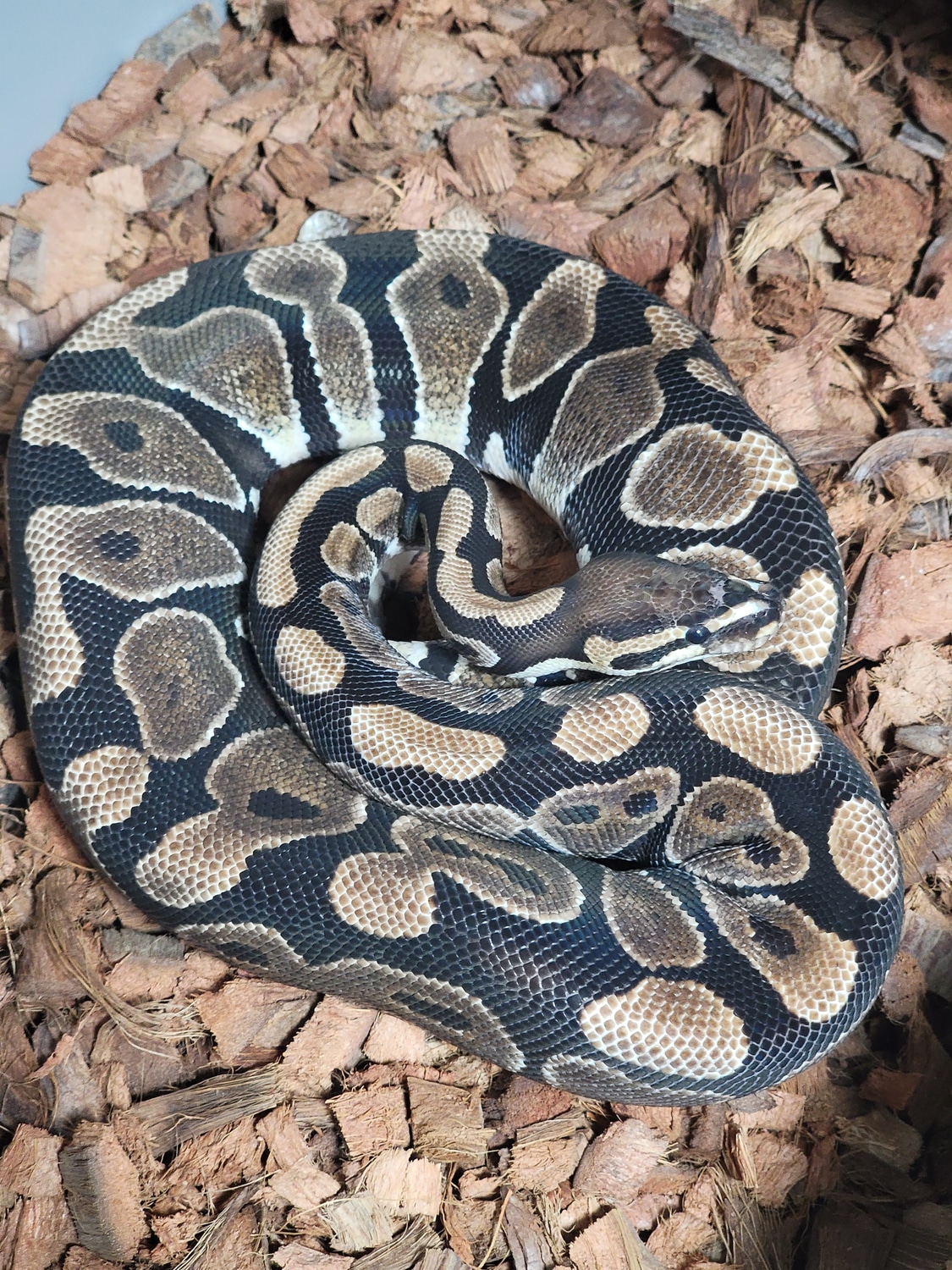 Scaleless Head Ball Python by CBD Reptiles - MorphMarket
