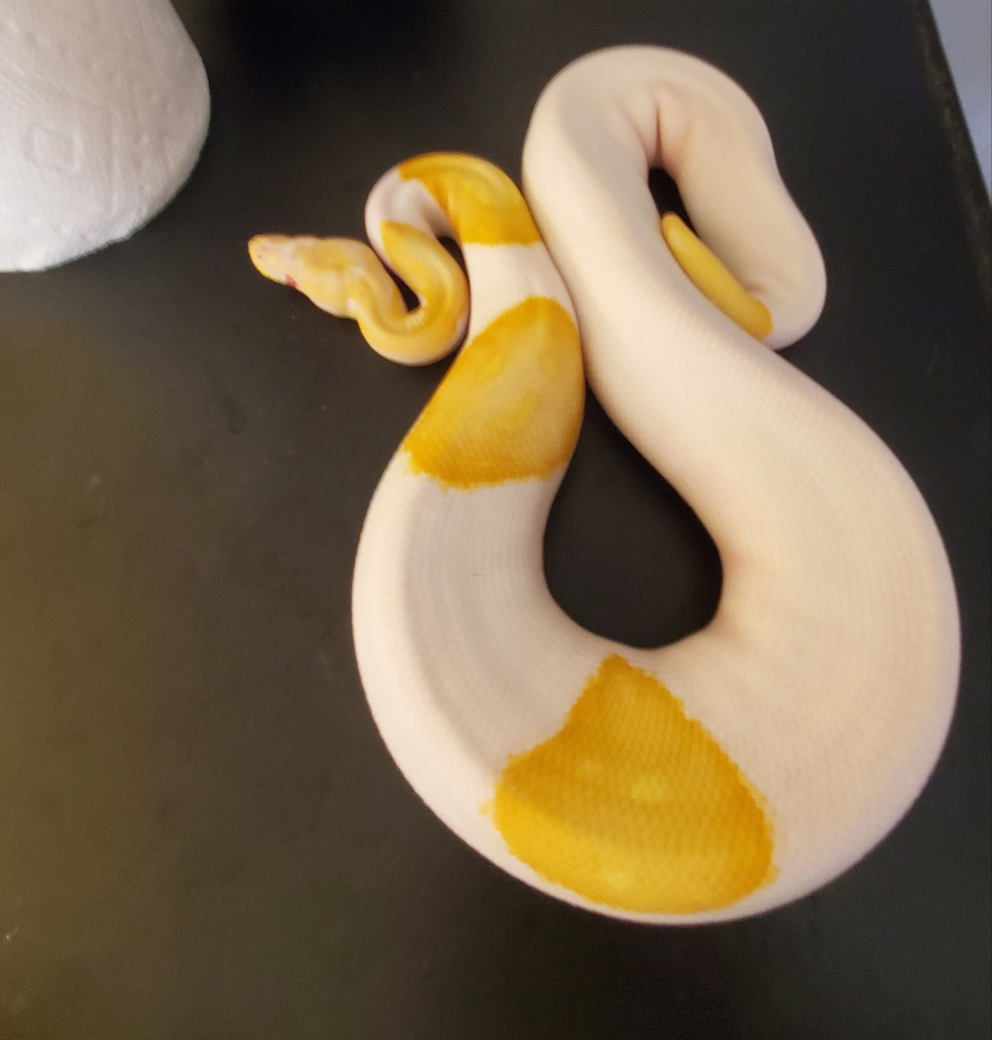 2021 Albino Pied Ball Python by Reptile Fan - MorphMarket