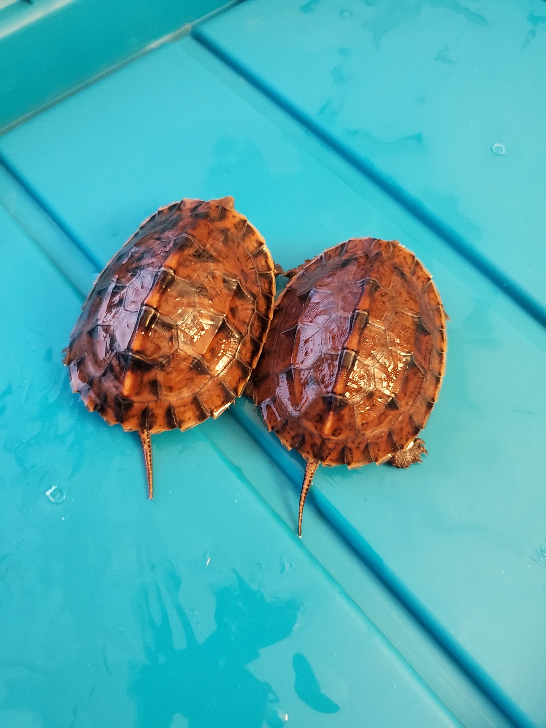 2022 Chinese Box Turtle X Geoemyda Japonica( AKA Red Dragon) Box