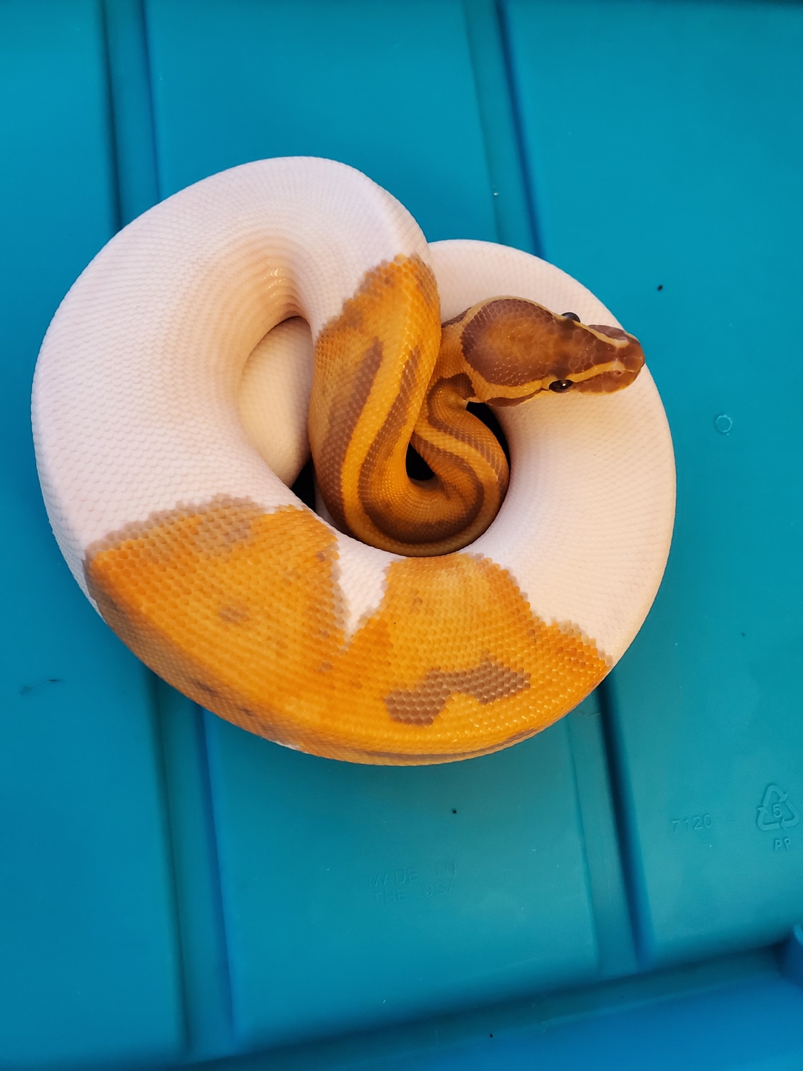 2022 Ultramel Pied Ball Python by Reptile Fan MorphMarket