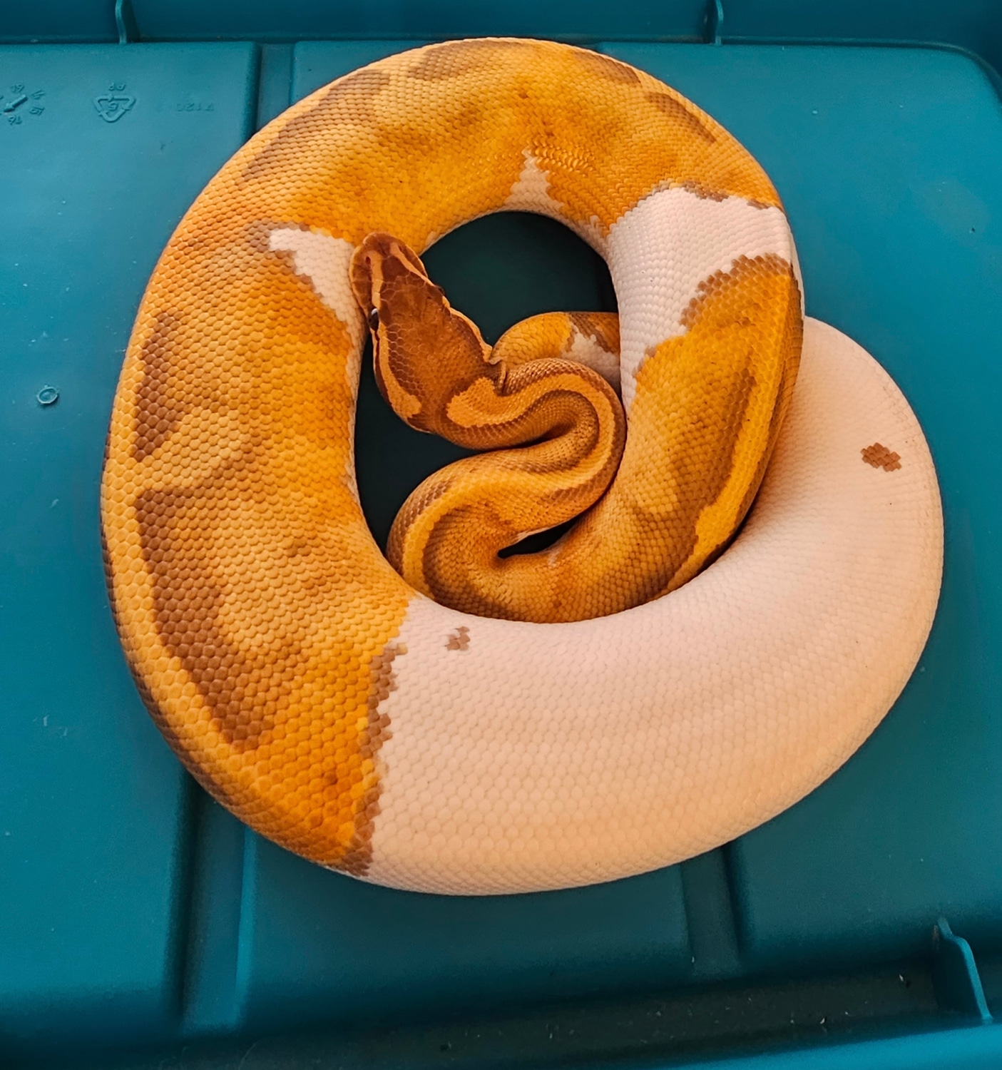 2022 Ultramel Pied Female Ball Python by Reptile Fan MorphMarket