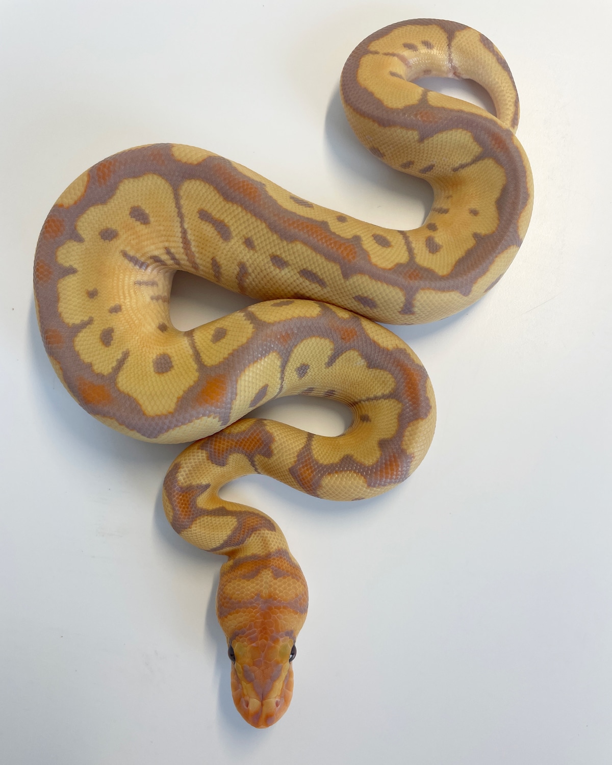 Banana Blade Clown Ball Python by SFB Exotics MorphMarket