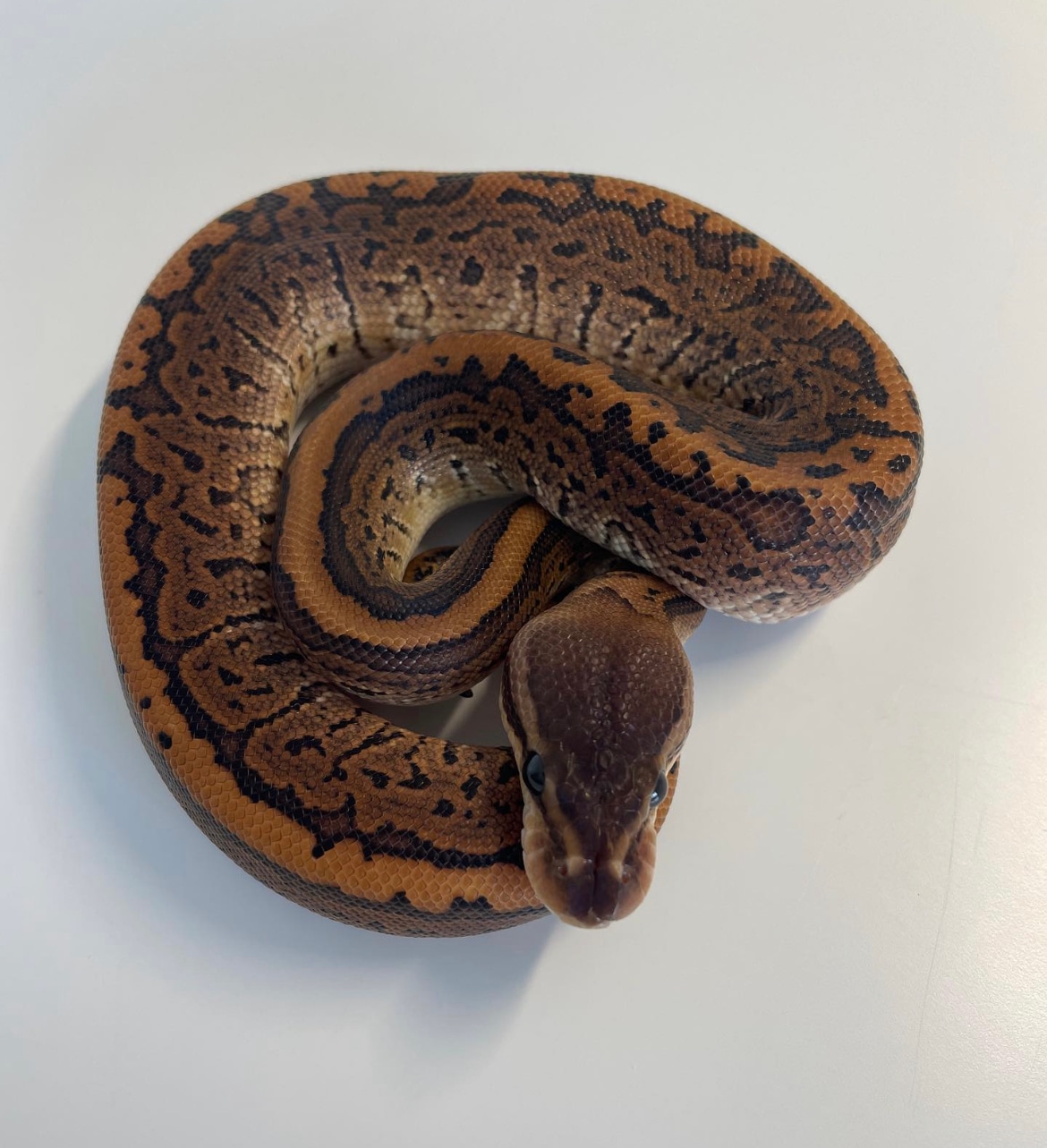 Black Pastel Pinstripe Ball Python by SFB Exotics - MorphMarket