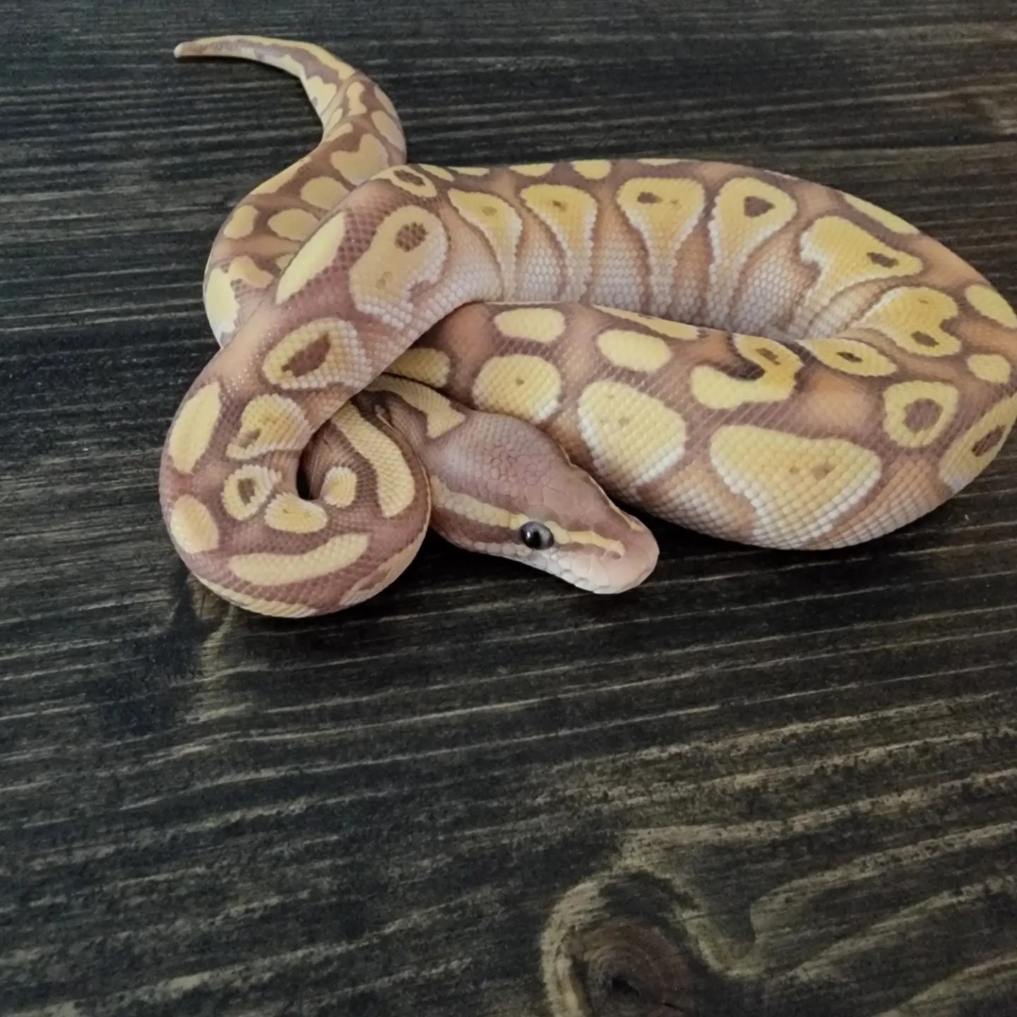 Banana Lesser Ball Python by CBCM Exotics MorphMarket