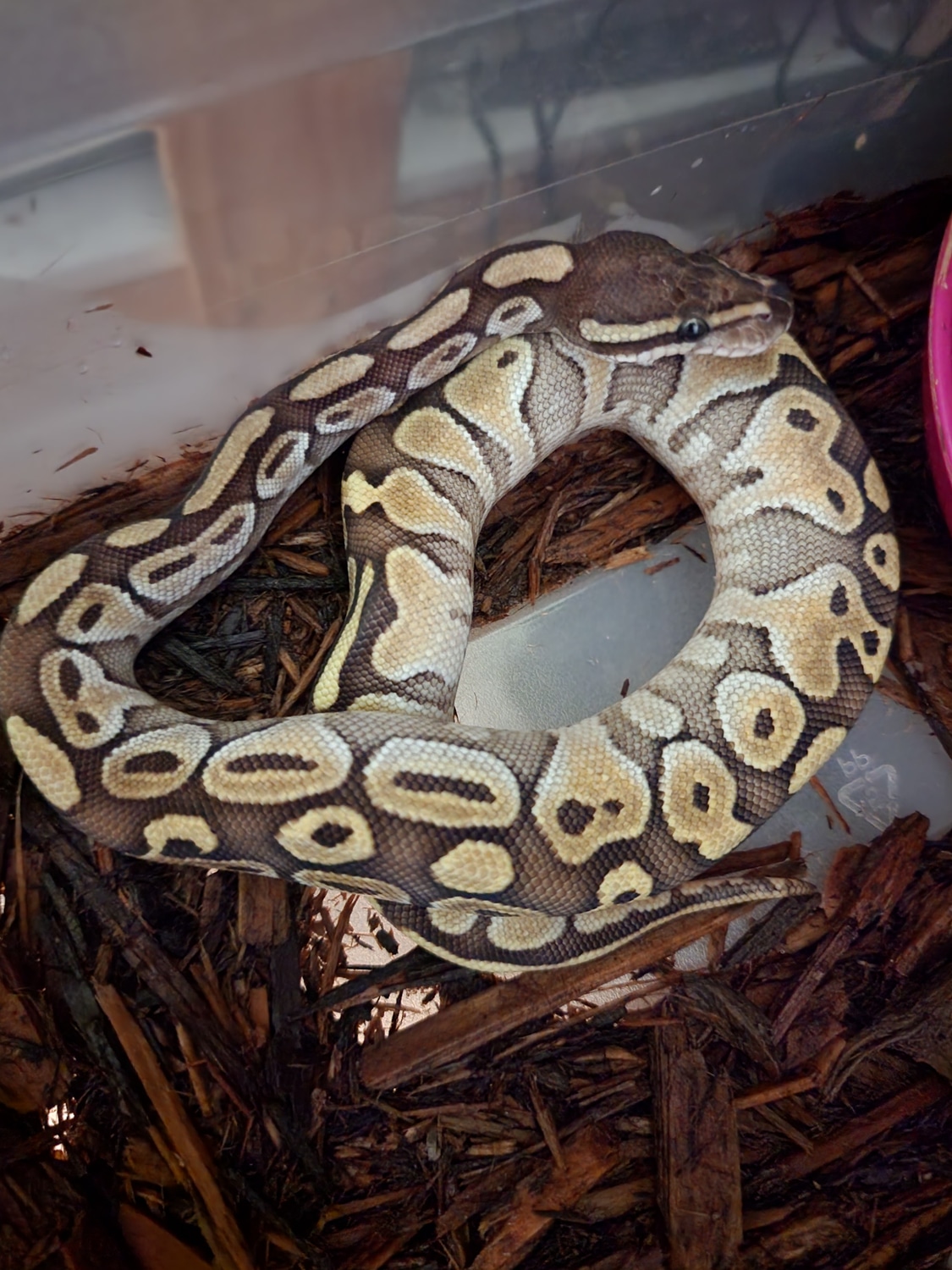 Lesser Ball Python by CBCM Exotics - MorphMarket