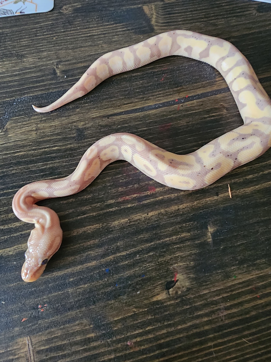 Banana Pastel Ball Python by CBCM Exotics MorphMarket