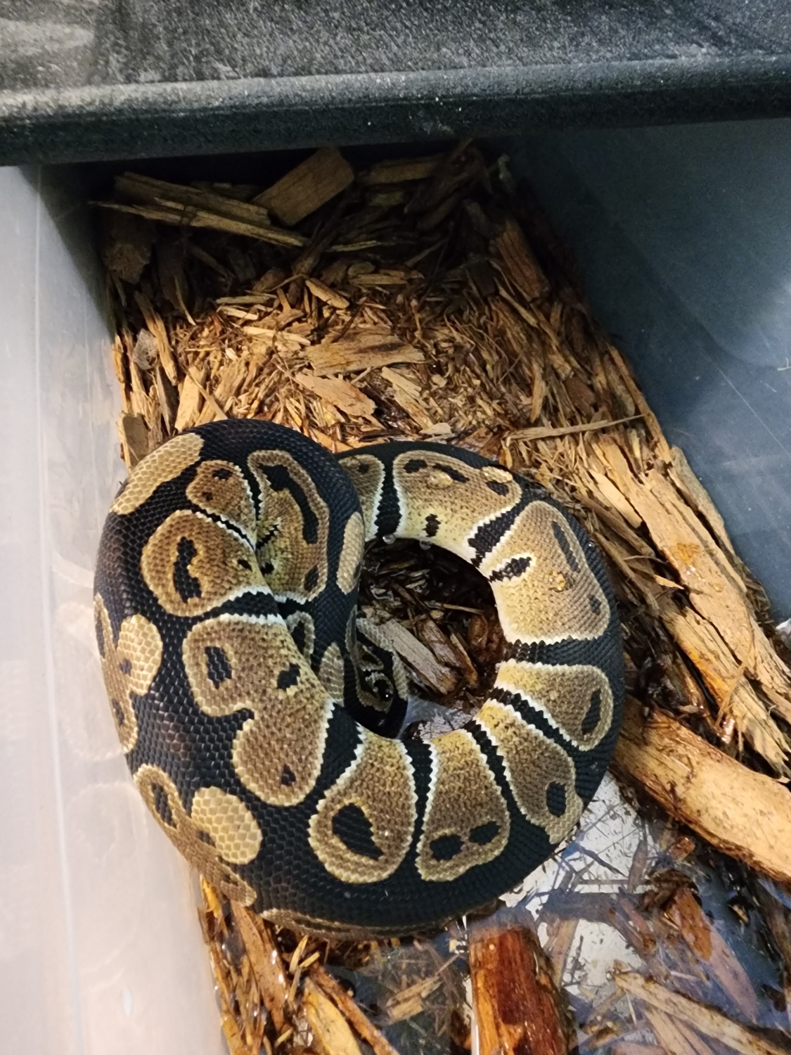 Normal Ball Python by CBCM Exotics - MorphMarket