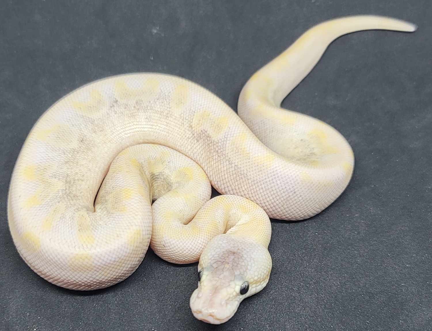 Female Chocolate Pastel Champagne Ball Python by CK Industries ...