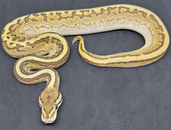 Calico Ocelot Ball Python by CK Industries