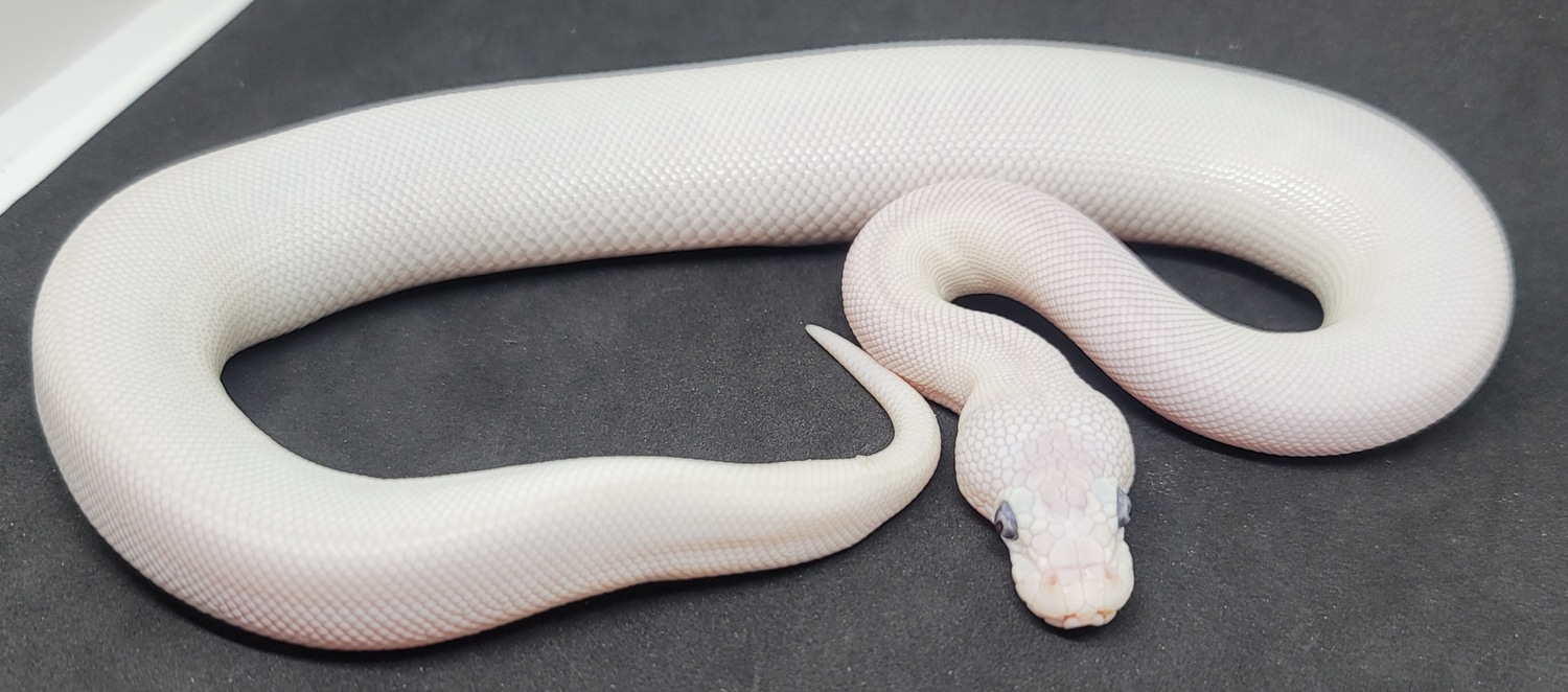 Super Lesser (BEL) Ball Python by CK Industries - MorphMarket