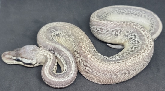 Silver Streak Leopard Ball Python by CK Industries