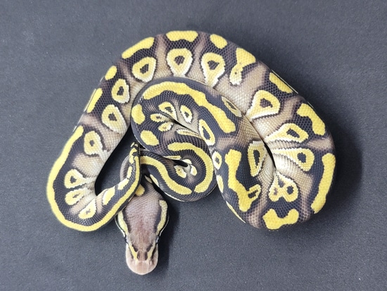 Pastave Het Clown Ball Python by CK Industries