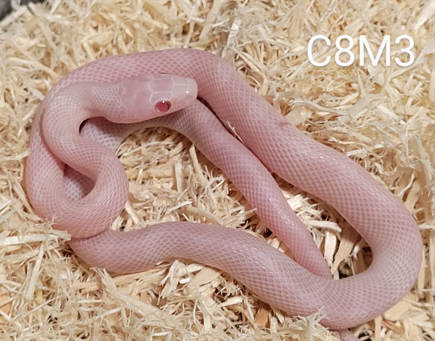 Blizzard Het Diffused 50% Ph Lavender/ Hypo Corn Snake by Chris ...