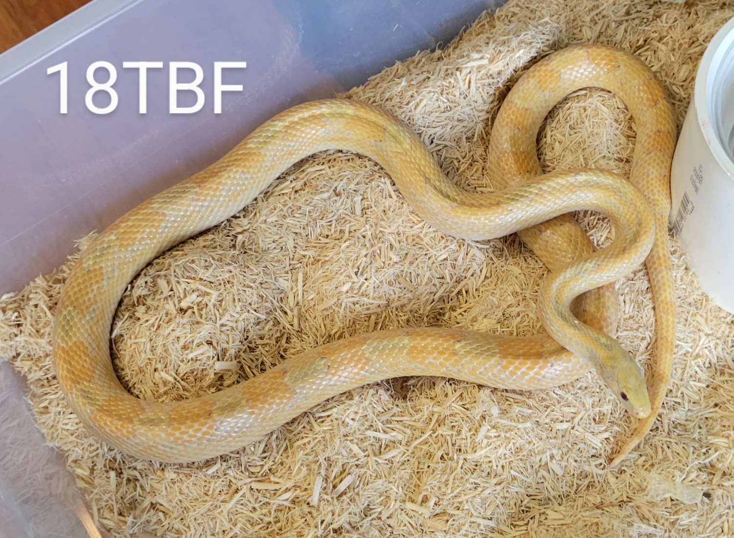 2018 Proven Breeder Topaz Bloodred Het Amel Female Corn Snake by Chris