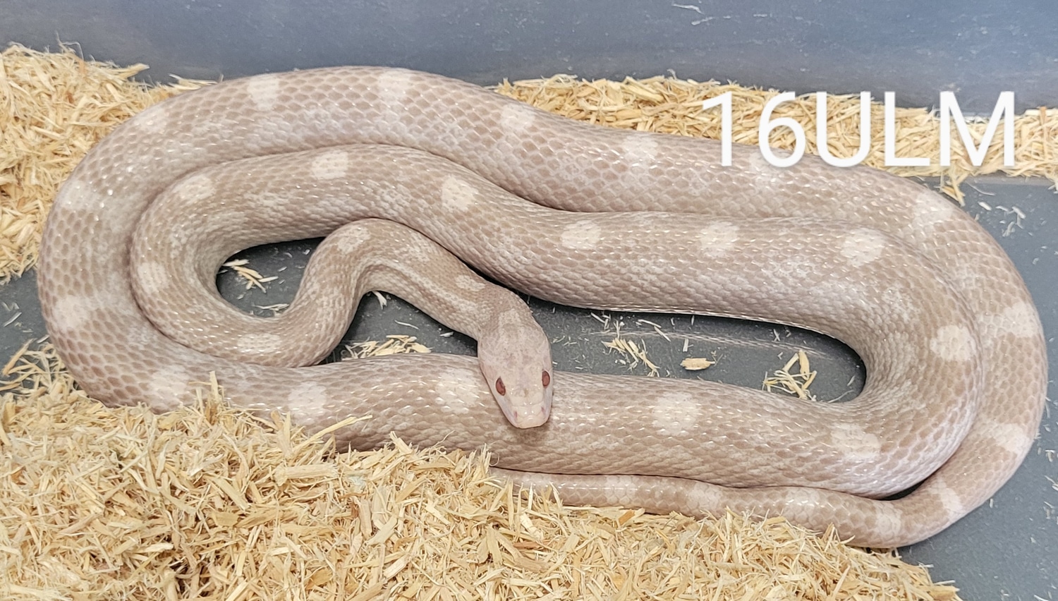 Lavender Stock Breeder Pair Corn Snake by Chris Nicholas Reptiles