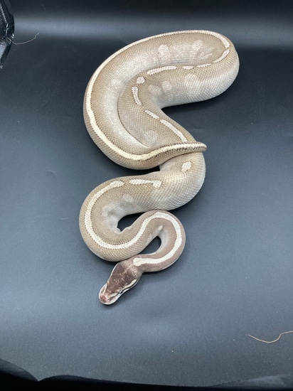 Purple Passion Ball Python by C.R.Reptiles