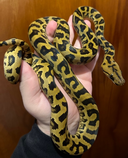 Bateater Reticulated Python by Reeves Exotics