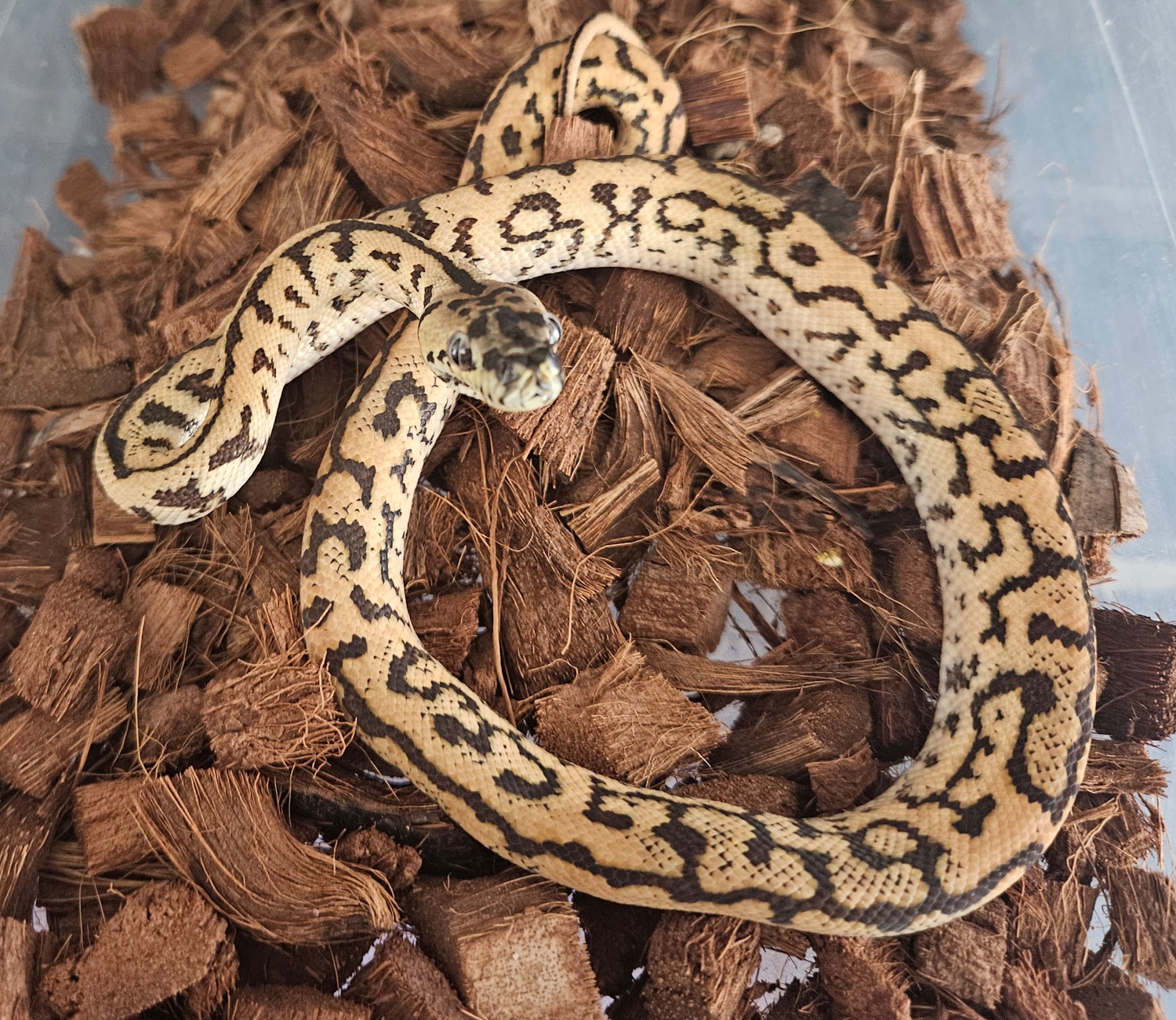 SOB/GQ X Futo/Brinkley Zebra Jag Other Carpet Python by Chris Salemi ...