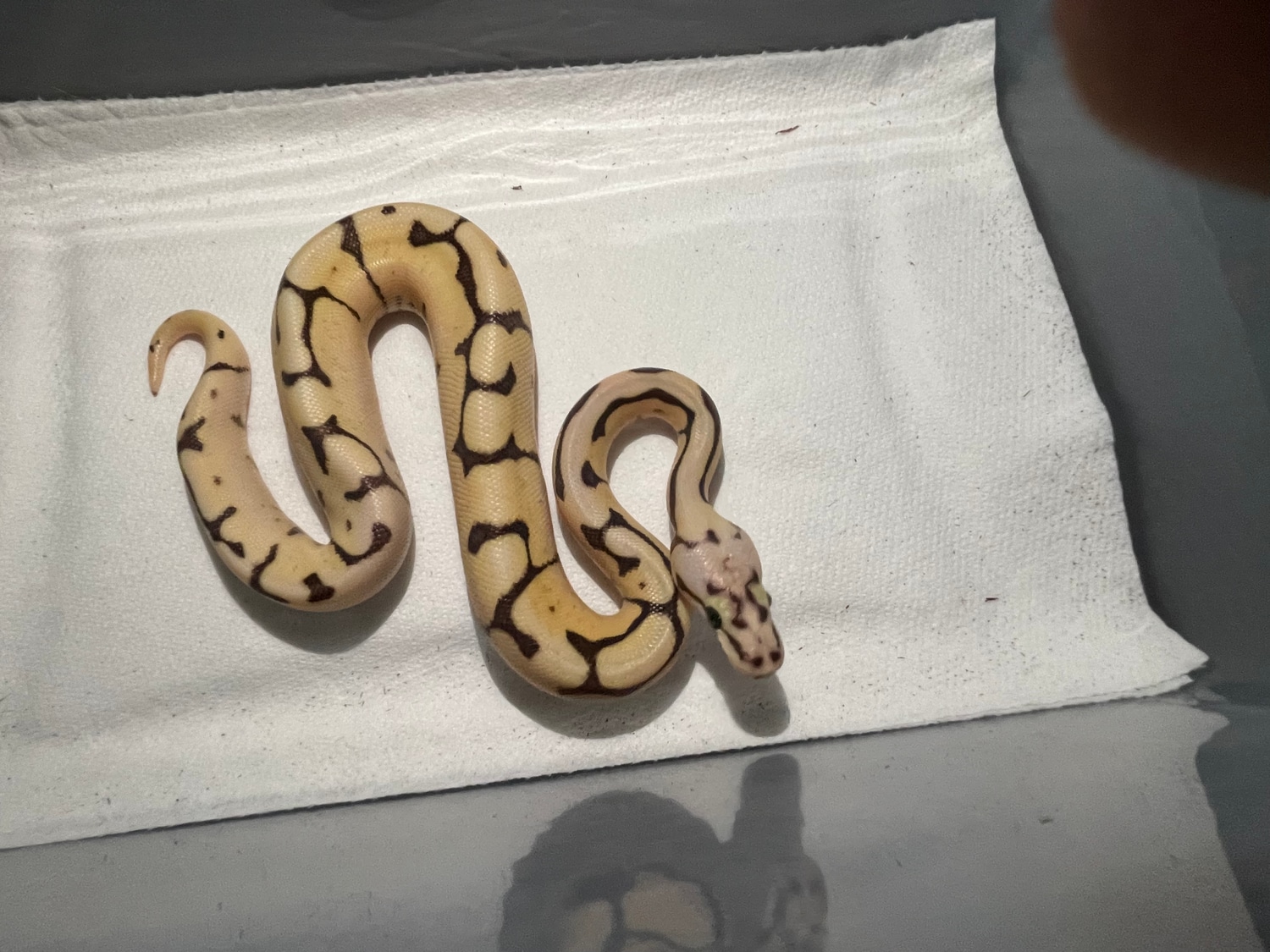 Super Pastel Enchi Fire Orange Dream Spider Ball Python by Reptiles N ...