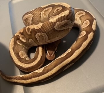 Mojave Fire Ball Python by Cj Reptiles - MorphMarket