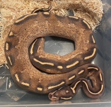 Freeway Ball Python by Cj Reptiles - MorphMarket