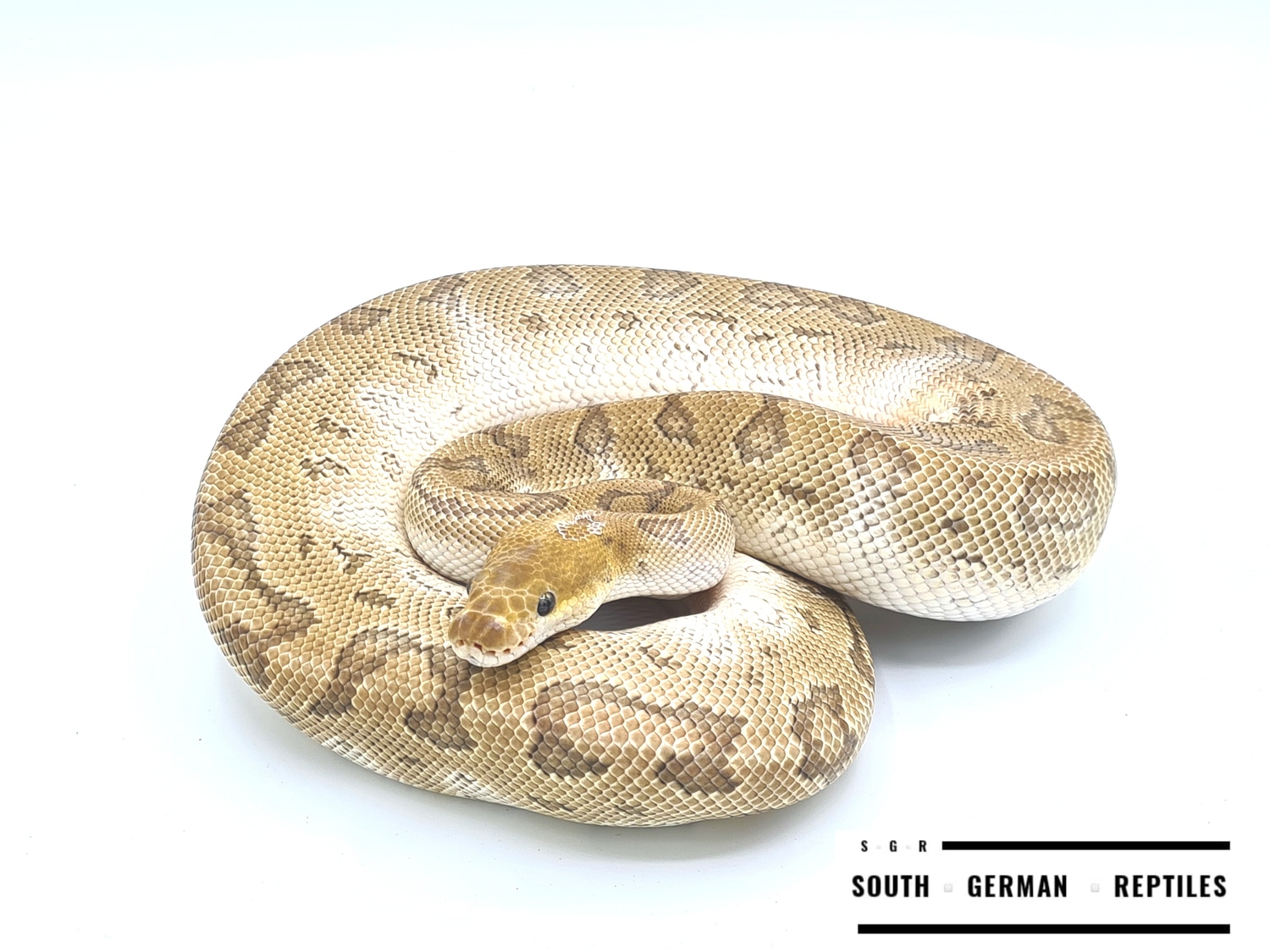 Jigsaw Clown Pos. YB Ball Python by South German Reptiles - MorphMarket