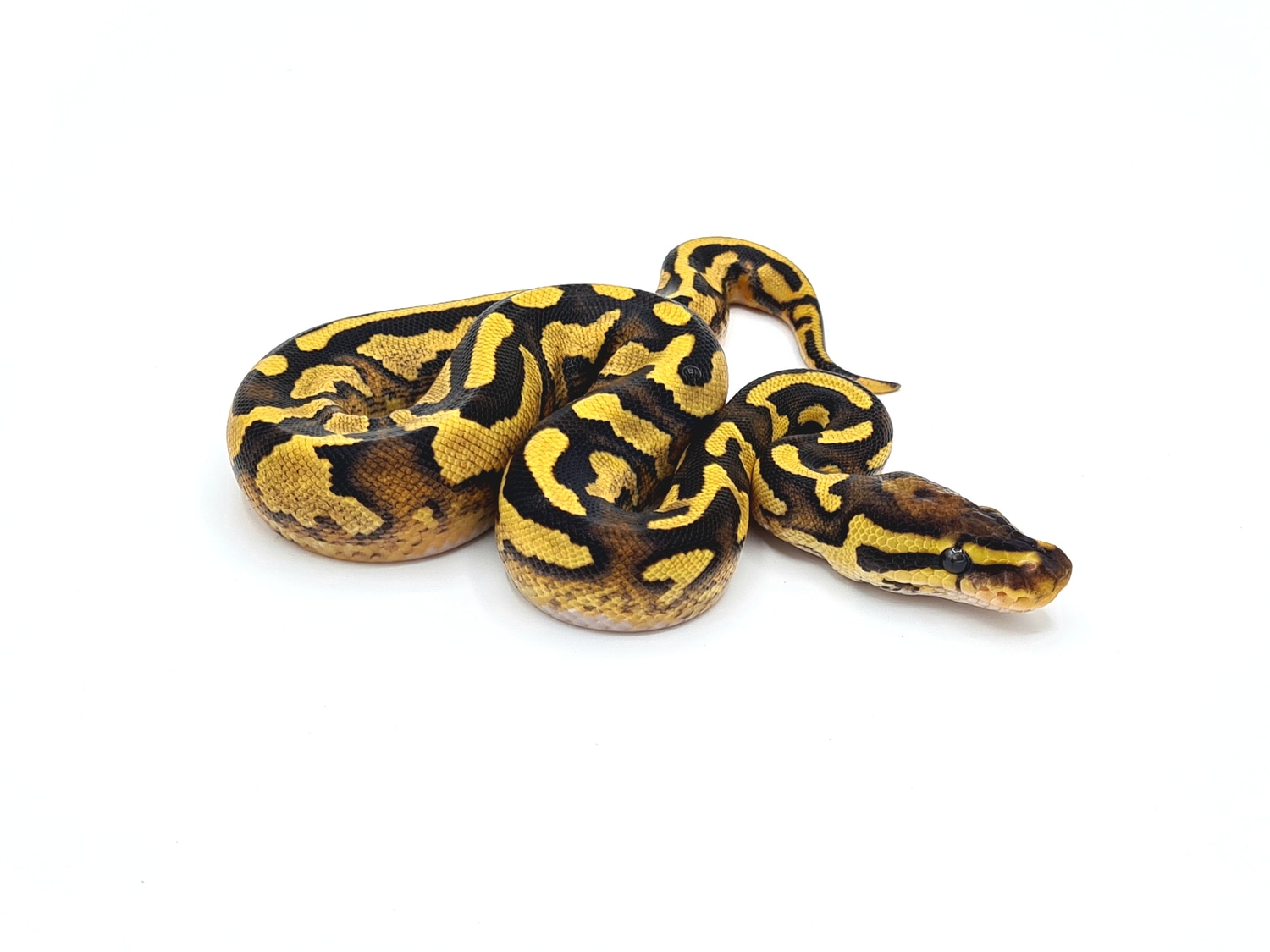 Redstripe Fire Yellow Belly Het. Pied Ball Python by South German ...