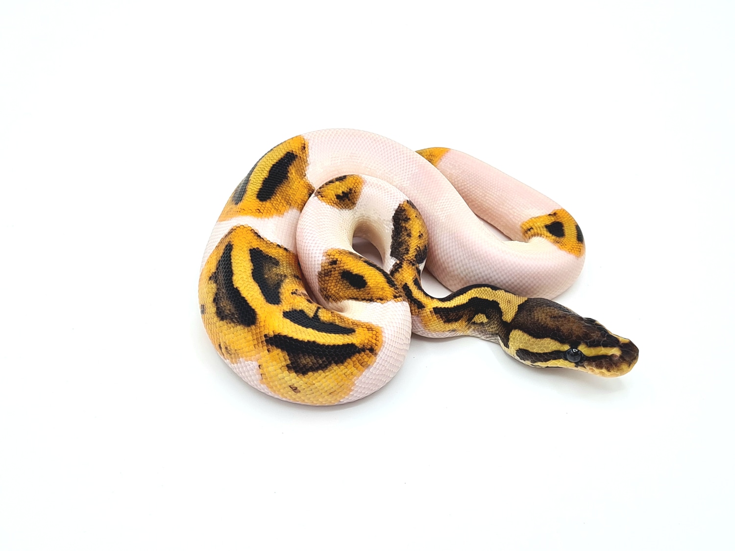 Redstripe Fire Pied Ball Python by South German Reptiles - MorphMarket