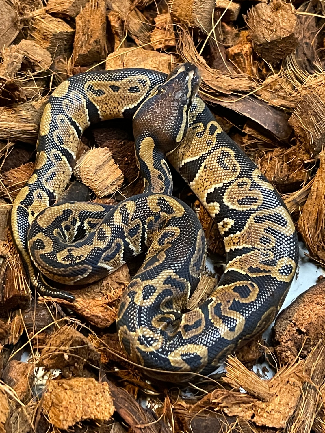 Hurricane Ball Python by Smokin' Serpents MorphMarket