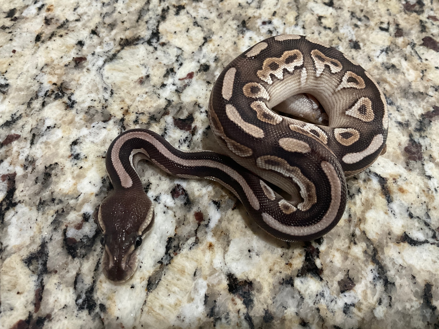 Mojave Black Pastel Ball Python by Smokin' Serpents - MorphMarket