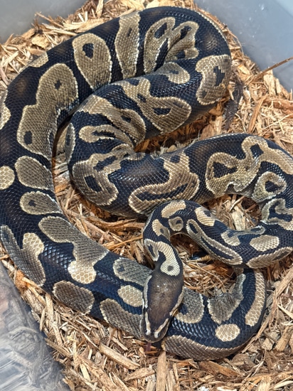 Calico Ball Python by Smokin' Serpents